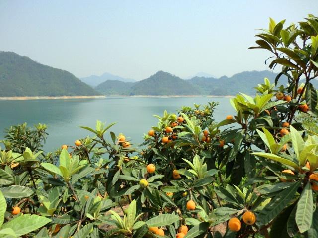 广州湖山枇杷园