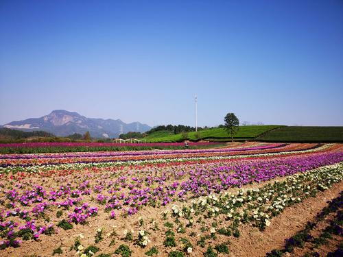 长沙花田厝鲜花艺术小镇