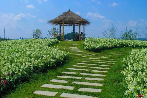 杭州径山花海