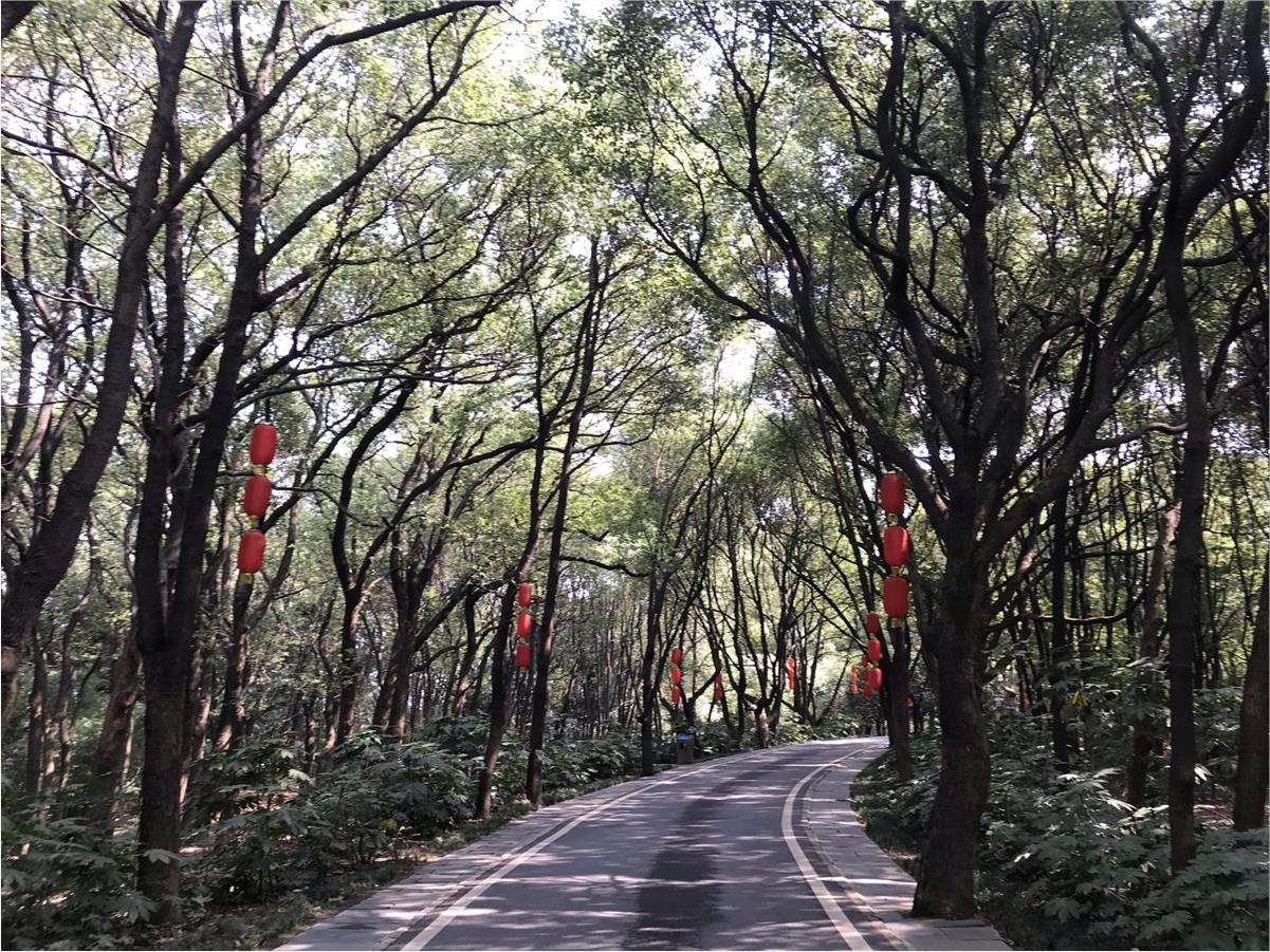 武汉东湖落雁松鼠园