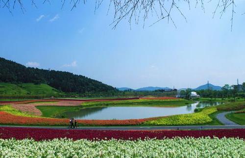 杭州径山花海