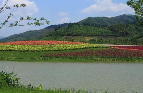 杭州径山花海