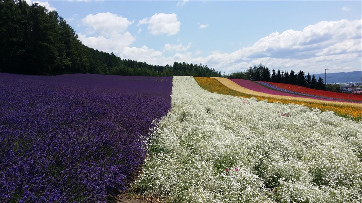 西安沣东农博园薰衣草花田