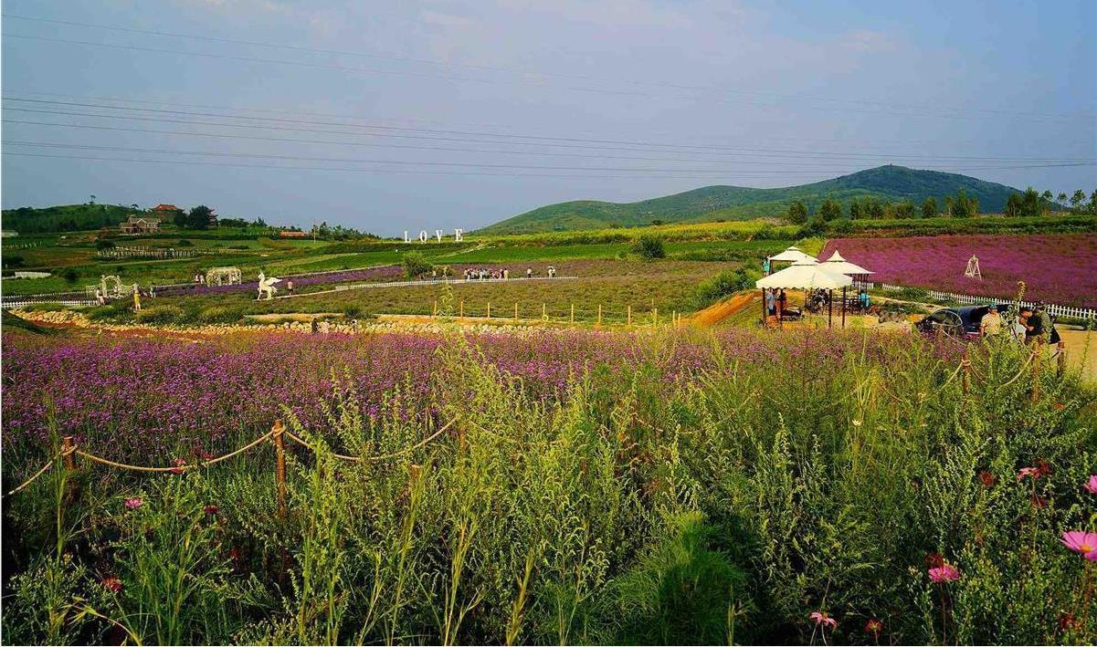 石家庄紫海香田薰衣草庄园