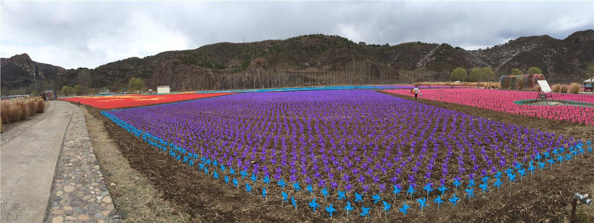 石家庄紫海香田薰衣草庄园