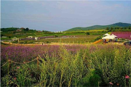 石家庄紫海香田薰衣草庄园