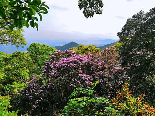 深圳梧桐山