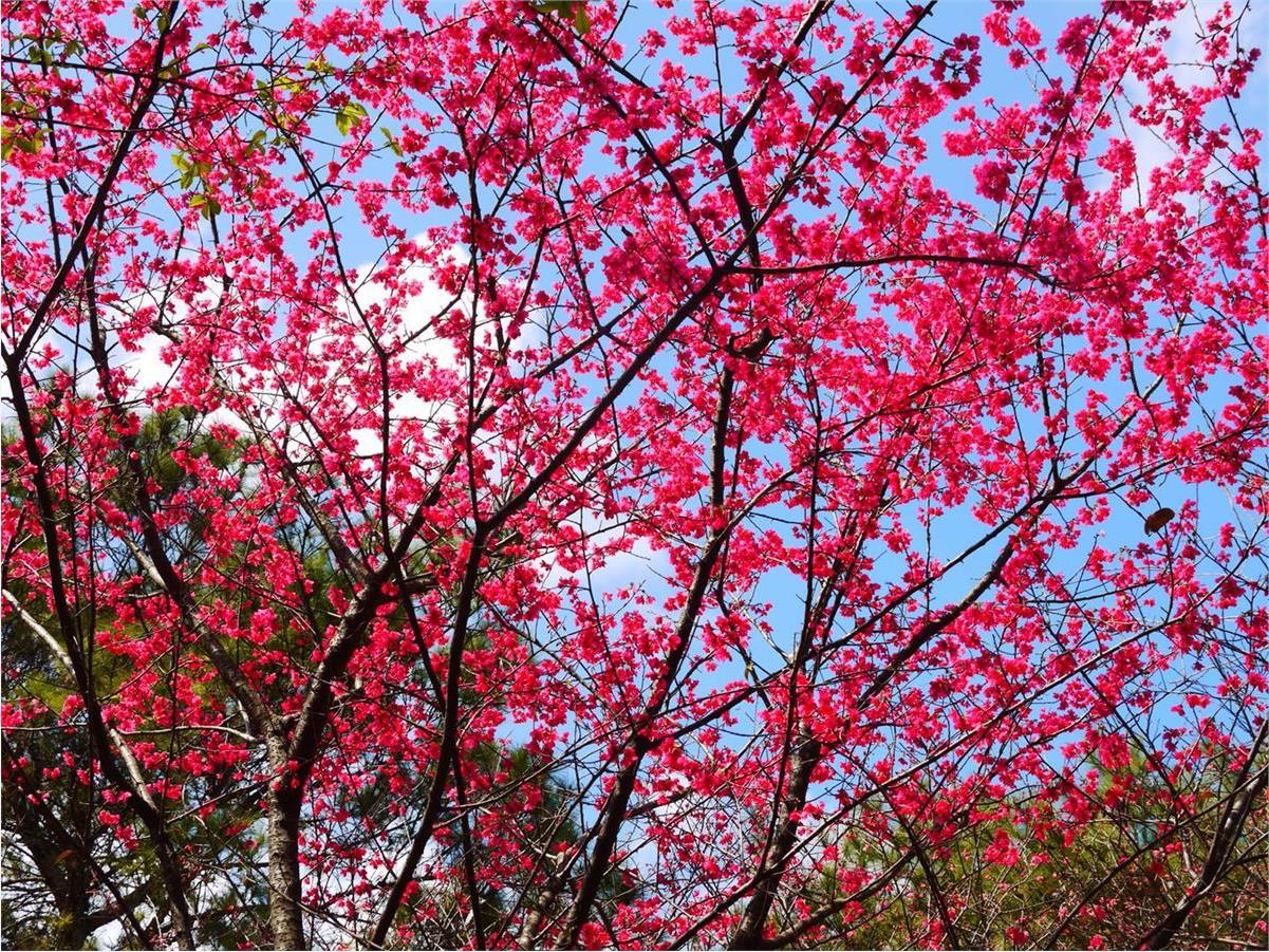广州天适樱花悠乐园