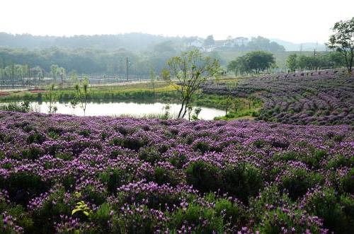 南京谷里薰衣草庄园